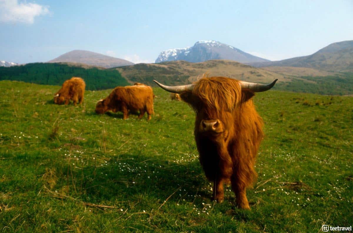 Viaje de naturaleza a Escocia