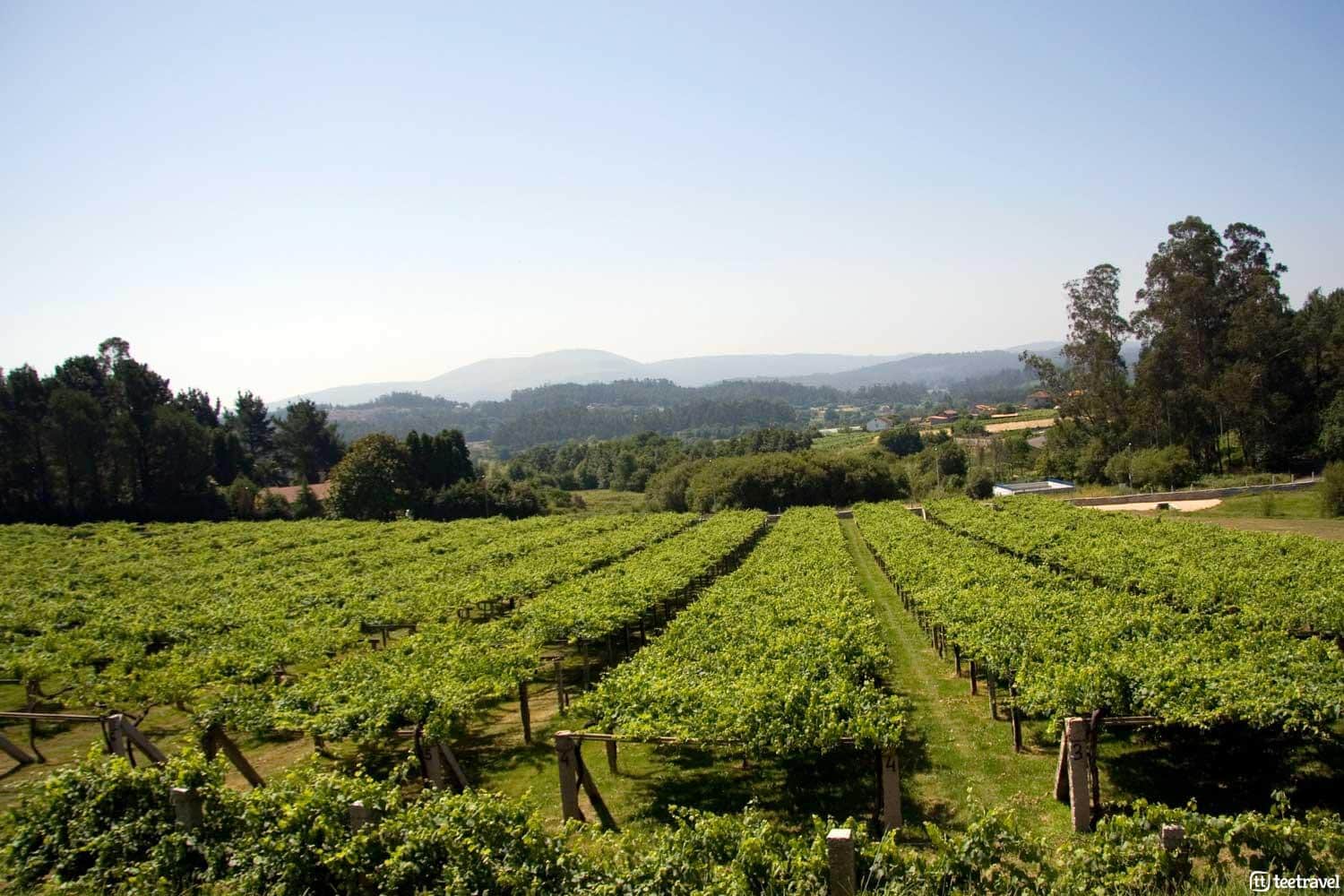 “Festa do Albariño” - Viñedos de albariño