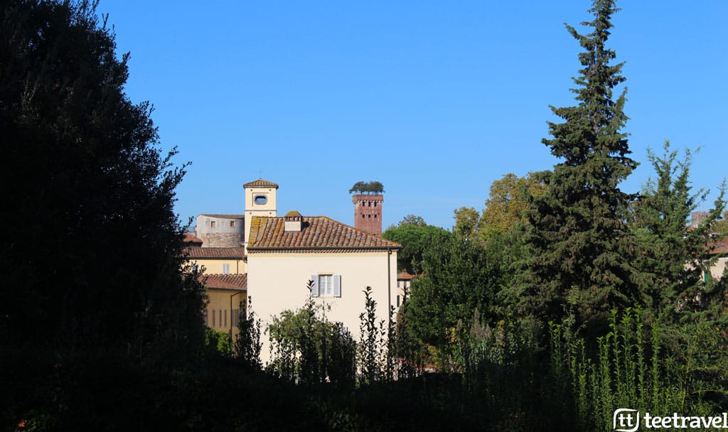 Ruta de la Toscana en Bicicleta Torre Guinigi Lucca