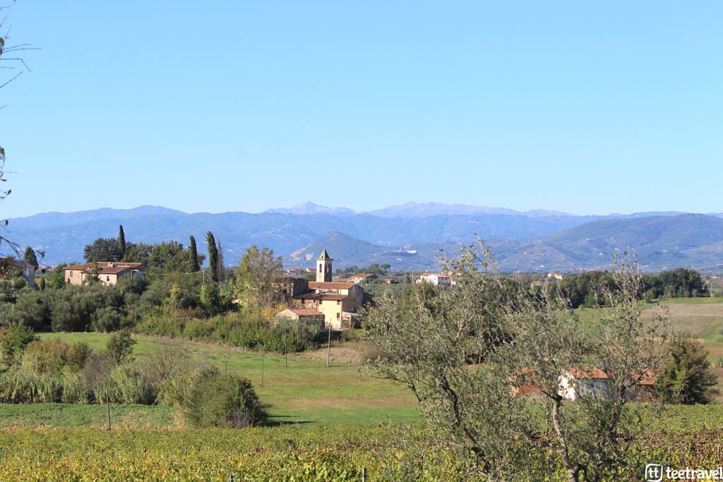 ruta-de-la-toscana-etapa-pistoia-florencia-olivos-y-vinedos