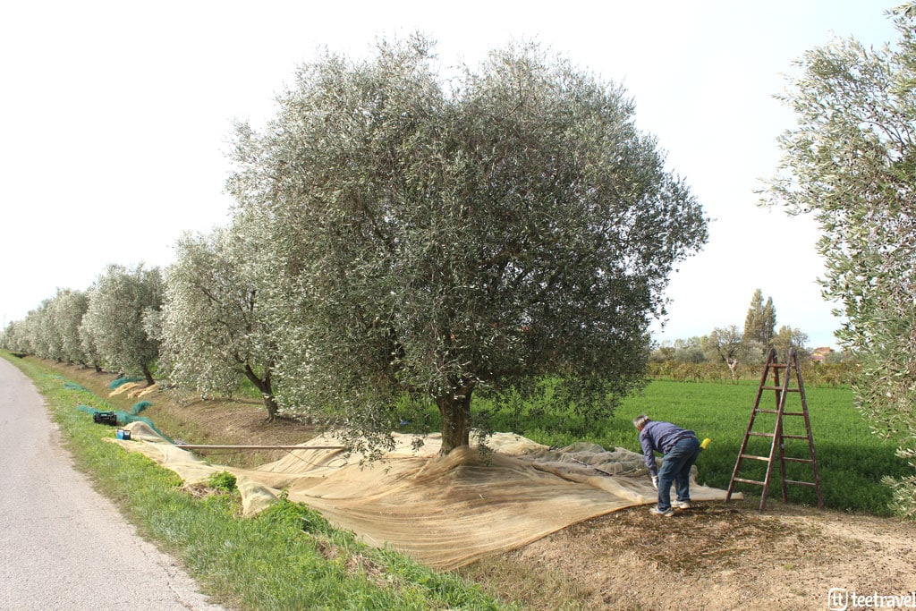 ruta-de-la-toscana-recogida-de-oliva-etapa-pisa-lucca