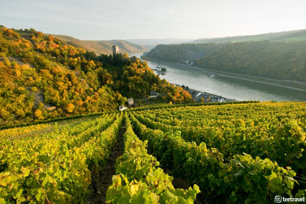 Viñedos al margen del Rhin © Dominik Ketz_Rheinland Pfalz Tourismus GmbH