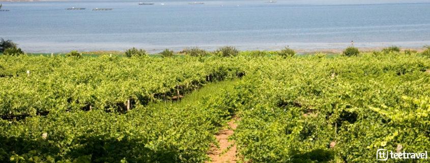 Viñedos en las Rías Baixas