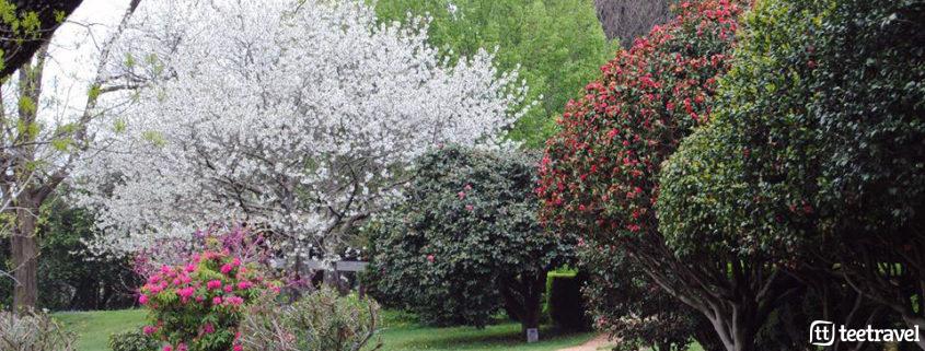 Ruta de la Camelia: Pazos y Jardines en las Rías Baixas - jardín