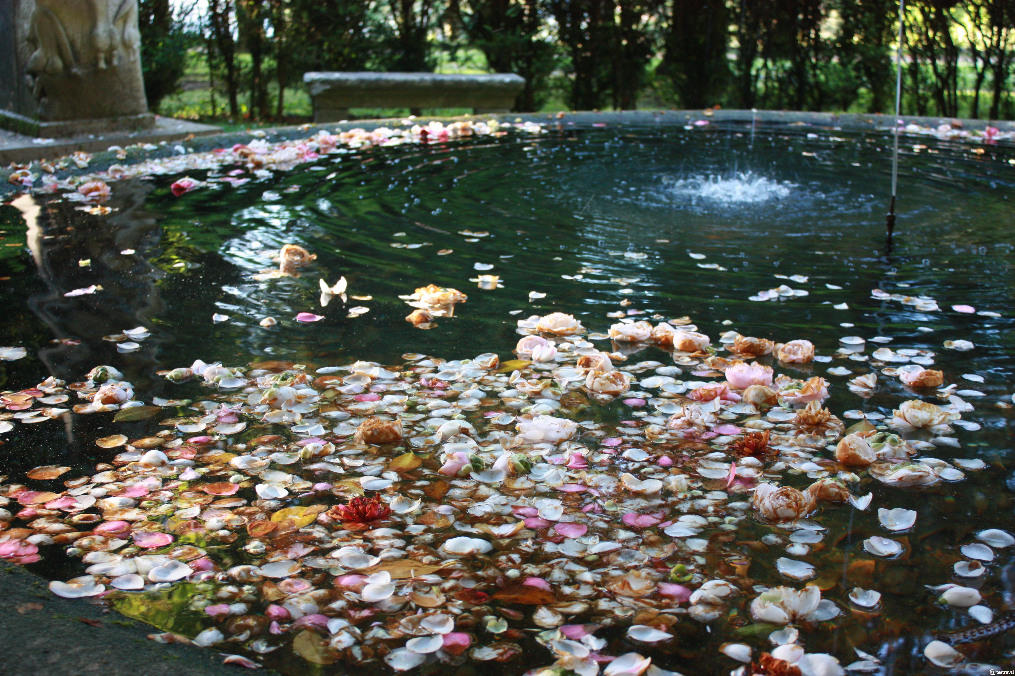 Castillo de Soutomaior fuente con pétalos de Camelias