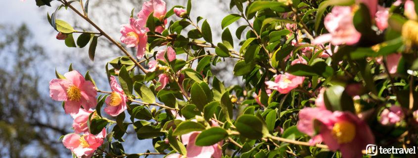 Ruta de la Camelia: Pazos y Jardines en las Rías Baixas - Camelia
