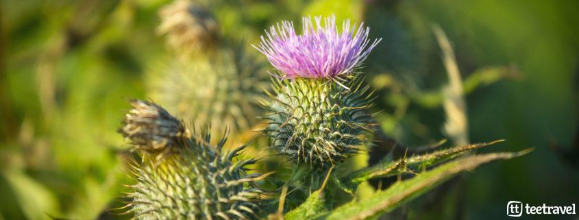 Thistles. Copyright © VisitScotland