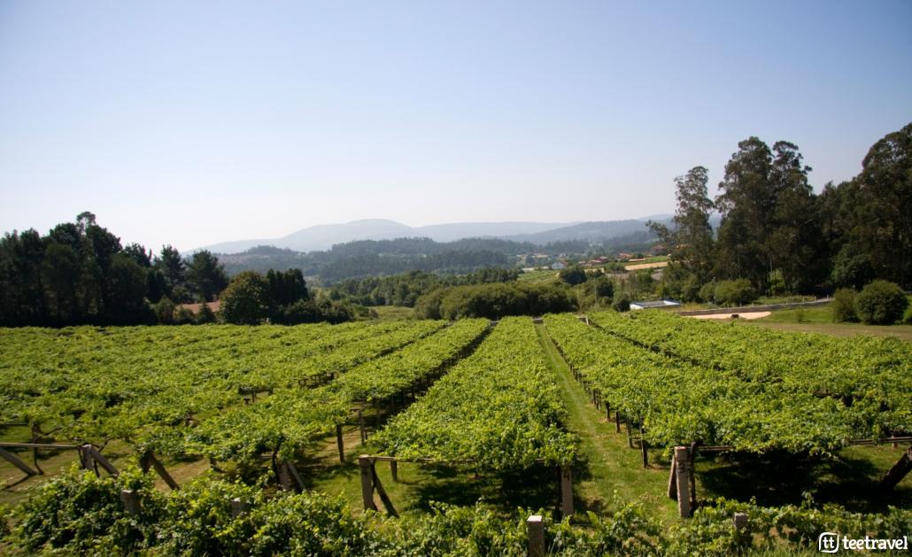 Camino Portugués por la Costa-Viñedos de albariño
