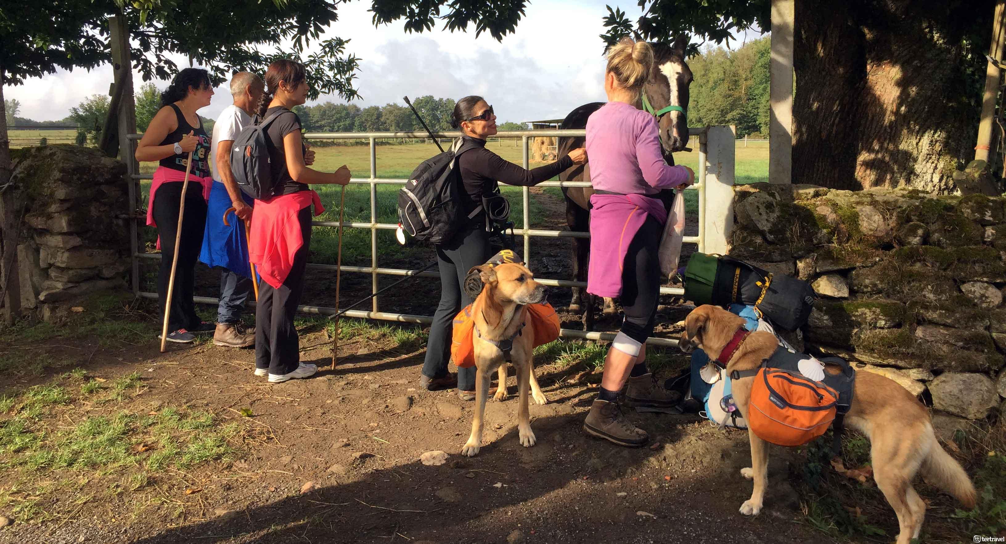 Camino de Santiago con tu mascota - peregrinos