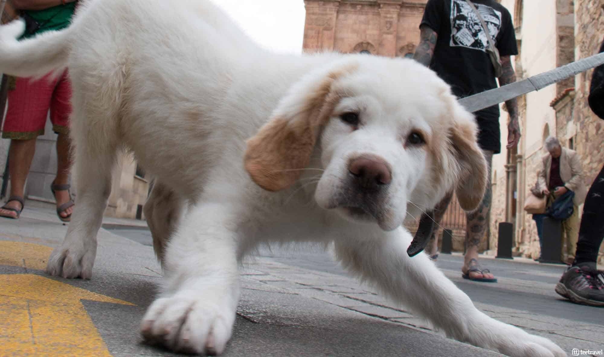 El Camino de Santiago con tu mascota - perregrino