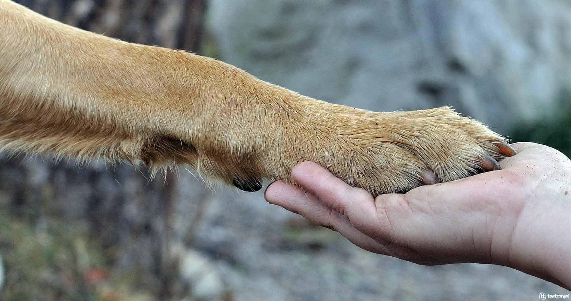 El Camino de Santiago con tu mascota