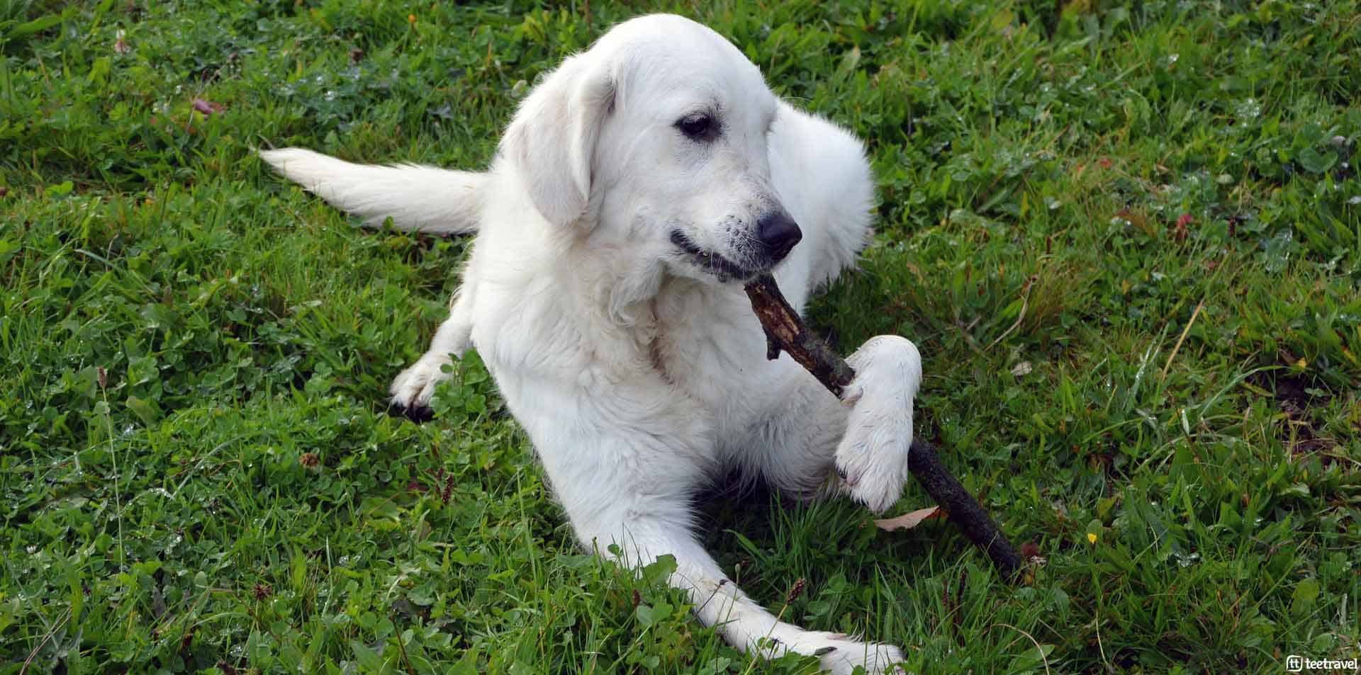 El Camino de Santiago con tu mascota - perregrino descansando