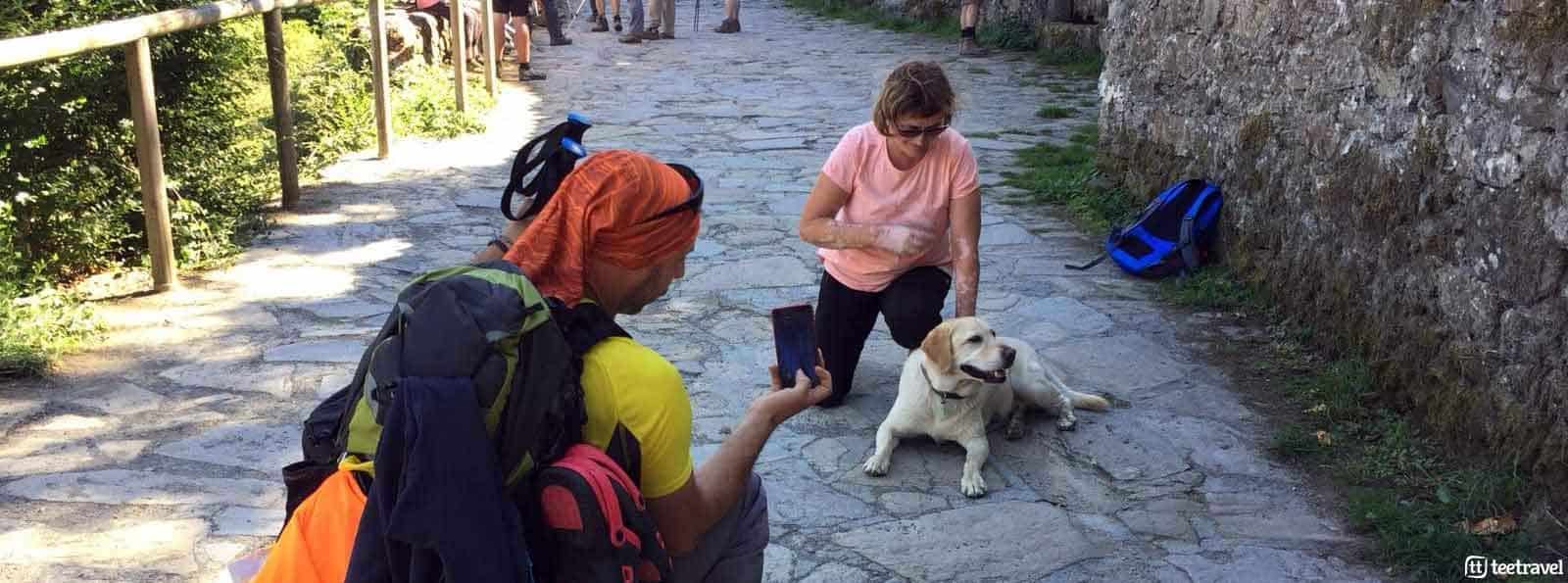 El Camino de Santiago con tu mascota