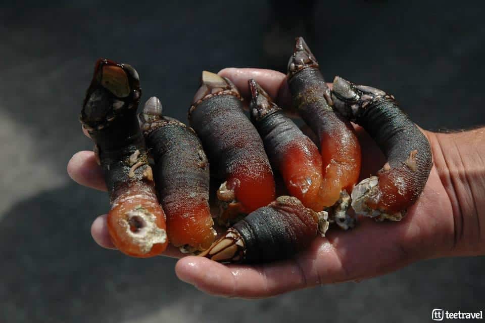 Percebes