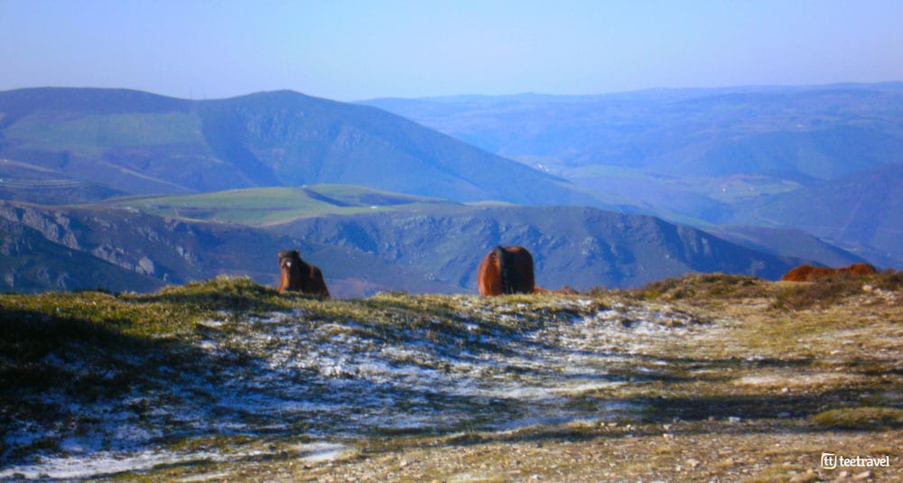 Camino Primitivo - Puerto del Palo
