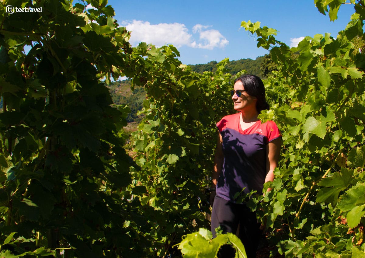 Camino de Invierno - Ribeira Sacra - Viñedos
