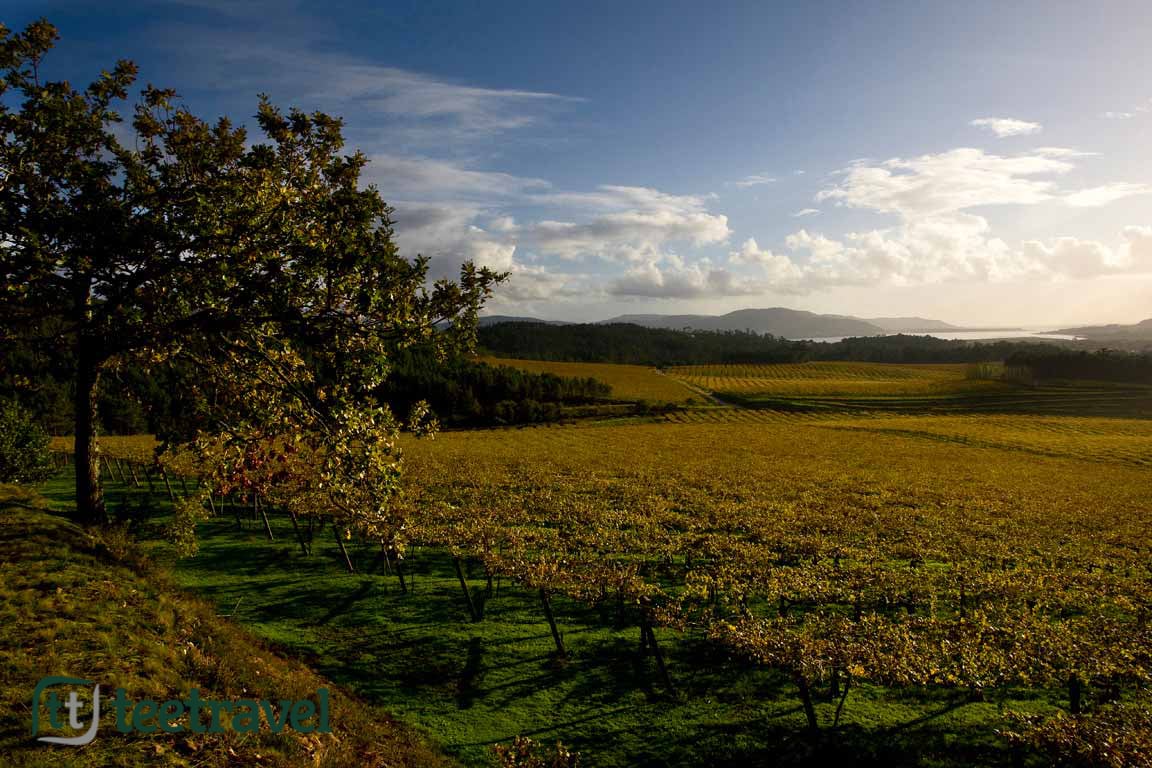 camino-portugues-costa-vinedos-rias-baixas