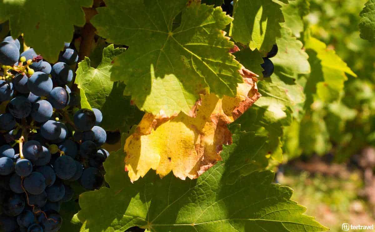 Bodega Abadía da Cova - Camino de Invierno