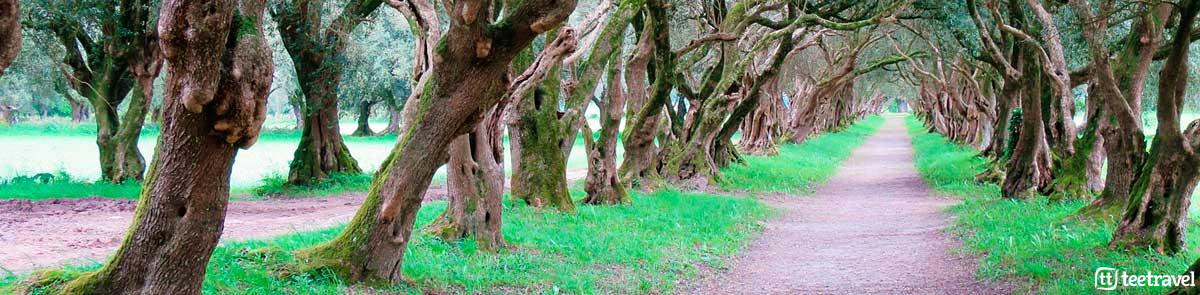 Vía de la Plata - Olivos Centenarios en el Pazo de Santa Cruz de Rivadulla