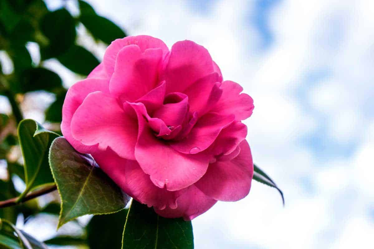 Camelia en el Pazo de Rubianes - Vilagarcía de Arousa