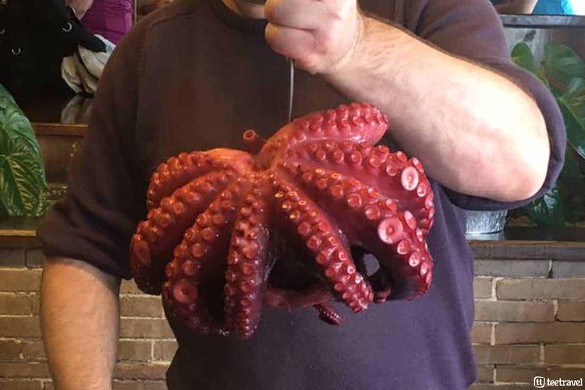 Pulpo