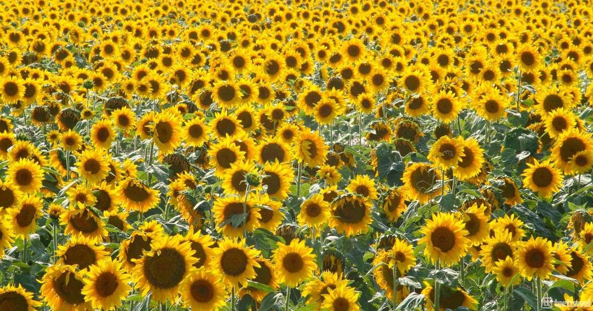Girasoles en la Provenza Francesa