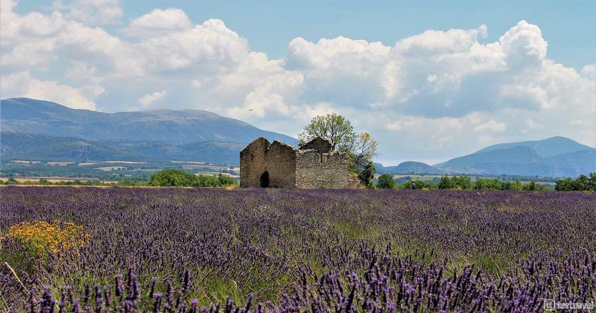 Lavanda en la Provenza Francesa