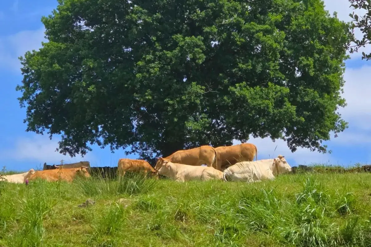 Vacas pastando en el Camino