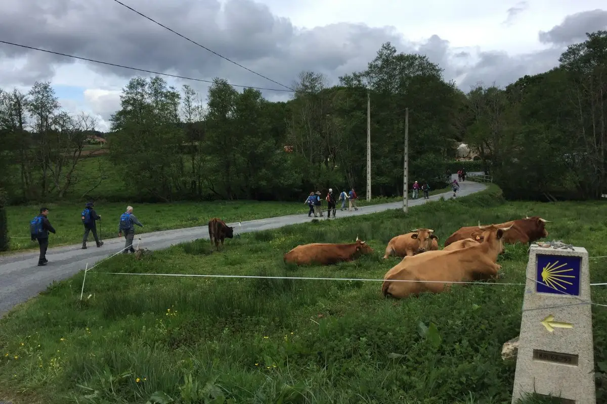 Peregrinos caminando al lado de vacas en Arzúa