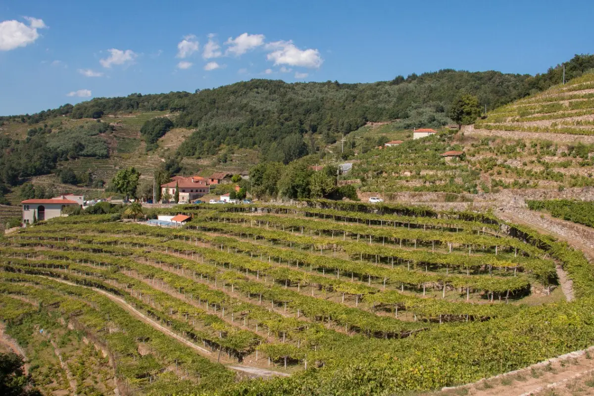 Vides de la Ribeira Sacra
