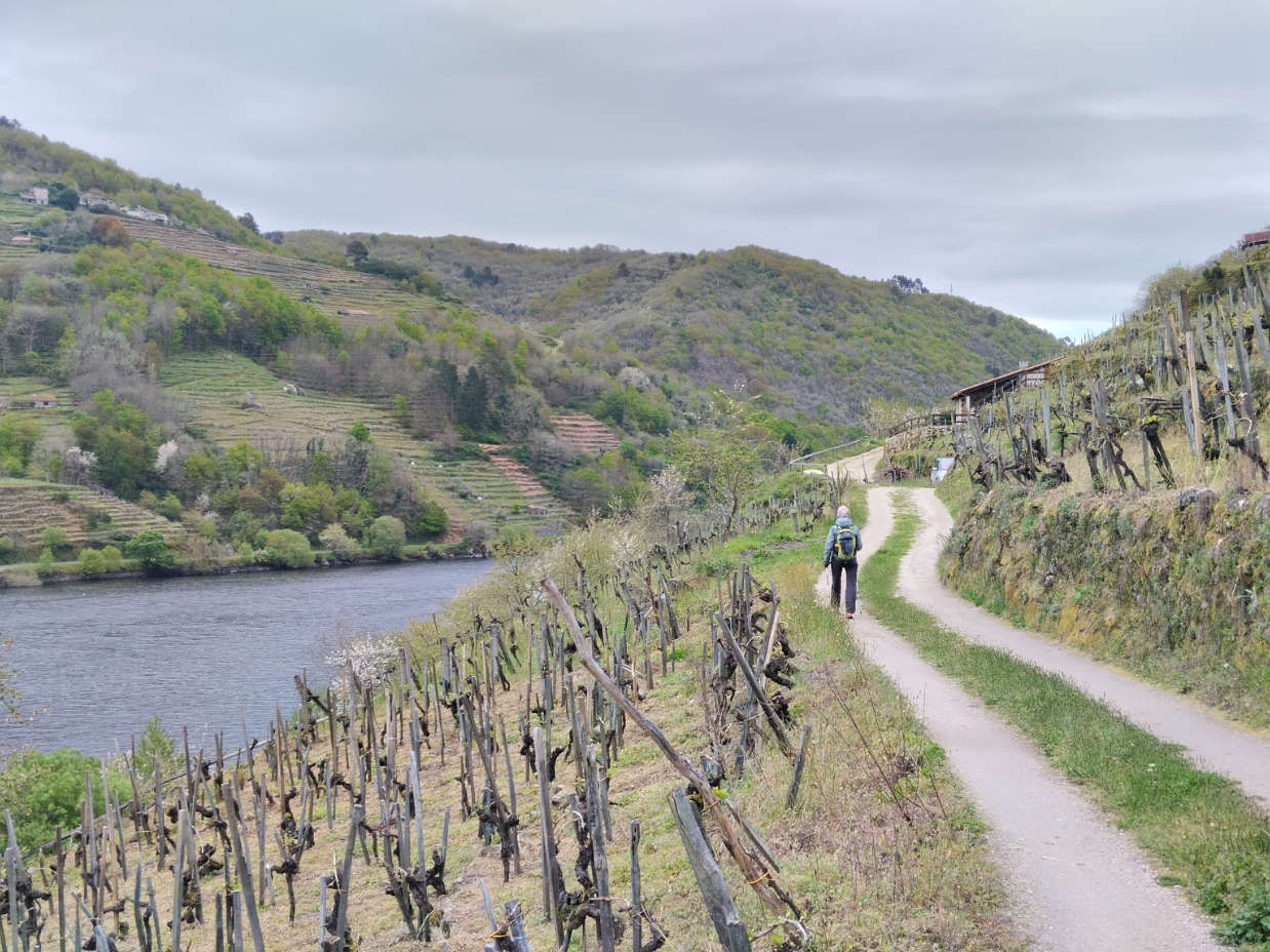 Peregrino caminando en Ribeira Sacra